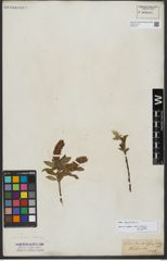 Foto von Salix hastata L.